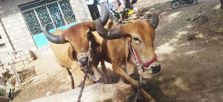 બળદ વેચવાના છે