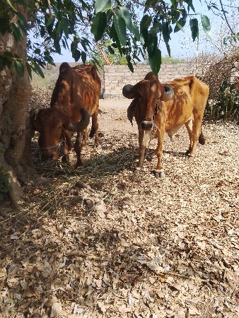 બળદ વેચવાના છે
