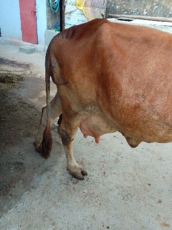 ગાય વેચવાની છે