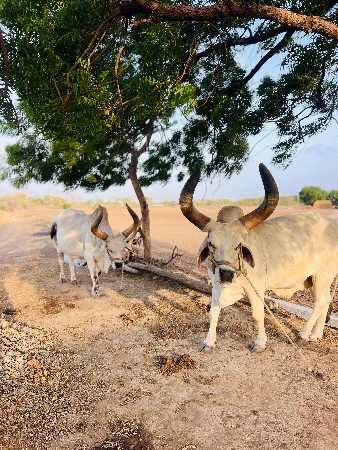 બળદ વેચવાના છે