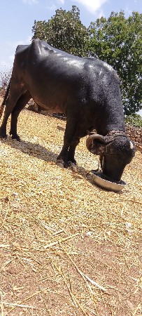 પાડો