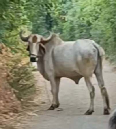 બળદ વેચવાનો છે.