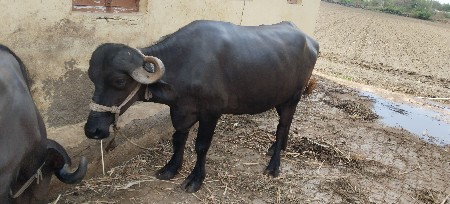kadelu