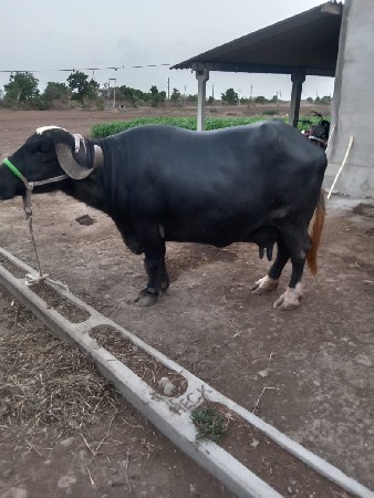 ભેશ વેચવાની છે