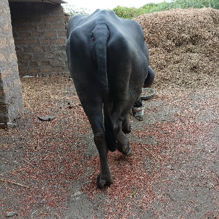 ખળેલી
