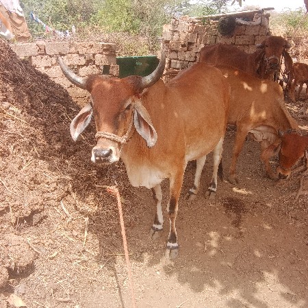 ગાય વેચવાની છે