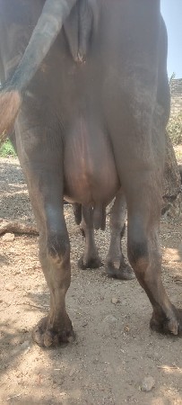 ભેંસ વેચાવછે