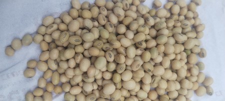 સોયાબી વેચવાનું છે