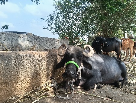 ત્રીજું વેતર...