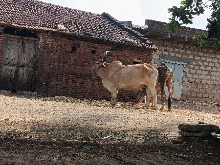 એક બળદ વેચવાનો છે.