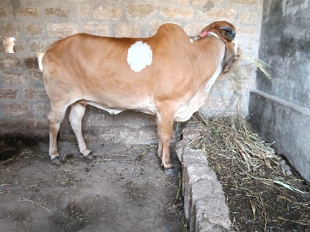 આ ગાય વેચવાની‌ છે