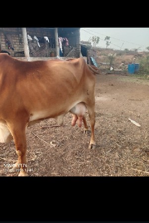 બીજા વેતર ની ગાય છે