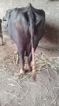ભેસવેસવાનિસે