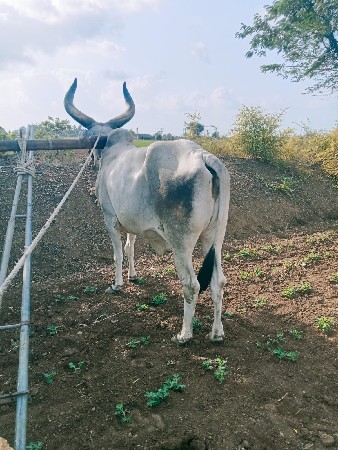 ગોઢલો બળદ વેંચવાનો છે