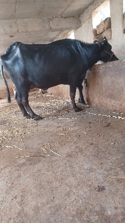 ભેસ વેસવાની છે