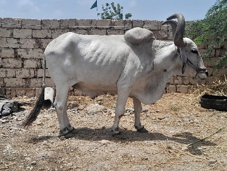 બરદ વેસવાનોસે