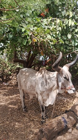 બળદ વેચવાના છે વઢીયારા