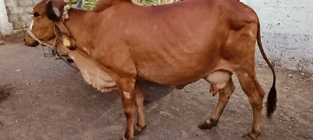ગાય વેચવાની છે