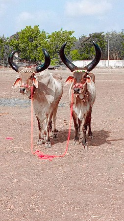 પ્રીતિ ધર્મ જાંબુ જવાબદારી થી વેચ