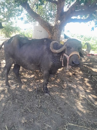 પેલું વેતર ભેંસ છે દસમા મહિનામા