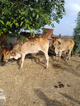 ગોઢલા વેચવાના છે.