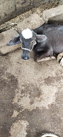 પેલું વેતર