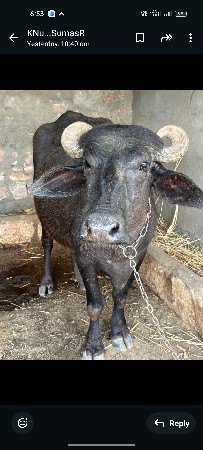 સુરેશભાઈ