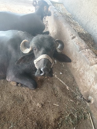 godalbhai Varotariya