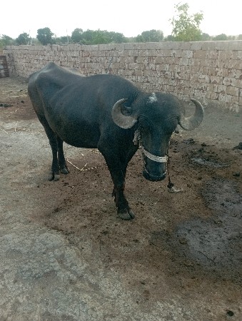 પાડો વેચવાનો છે