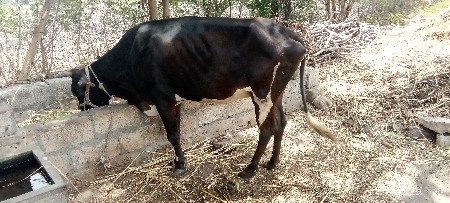 વેસવાનીસે 9227399918