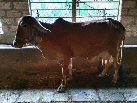 ગીર ગાય વેચવાની છે