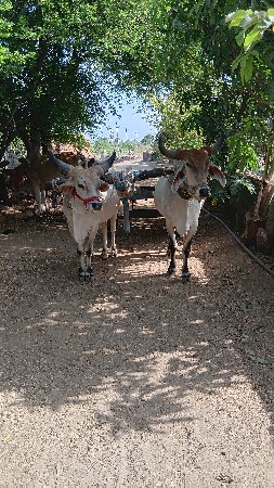 godhla vechvana chhe