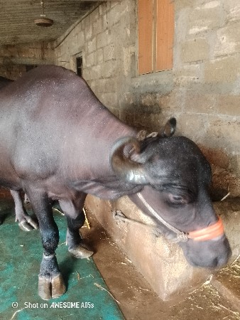 ભેંસ વેચવાની છે