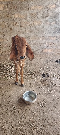 ગાય દેવાની ટોટલ જવાબ દારી