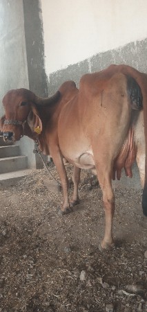 ગાય