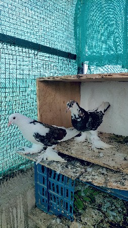મોજા વારી જોડી છે