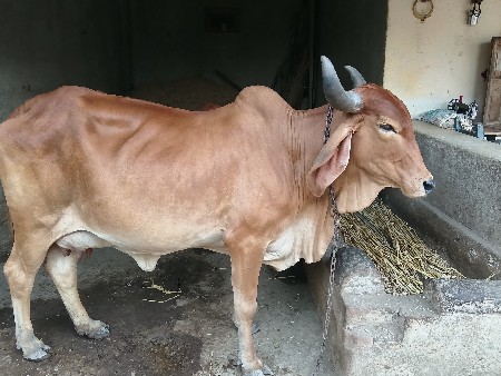 આ  ગાય વેચવાની છે
