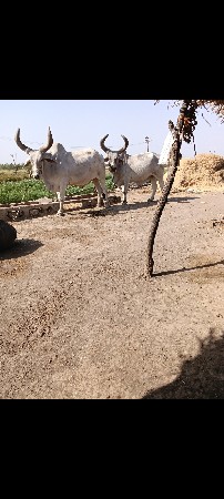 બરધ વેસવાનાછે