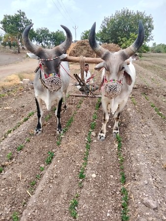 બળદ ,સાવ સોજા