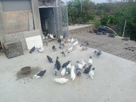 કબૂતર ના નંગ ની કીંમત 200 છે