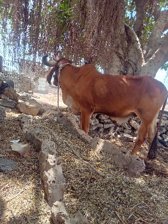 કોઈ જાત એબ નથી