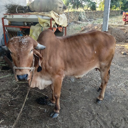 ગાય હોડકિ વેચવાનિ છે