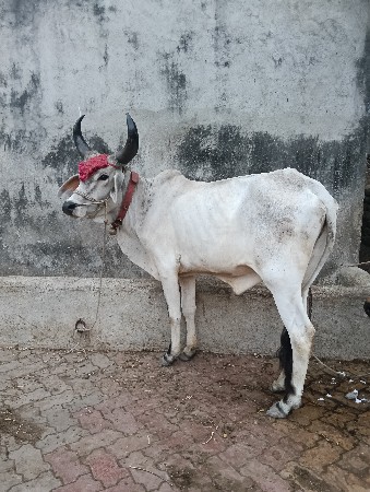 ગોધલો વેચવાનો છે