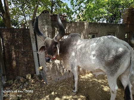 બળદ વેચવાનો છે ડાબી બાજુ ચાલે છે