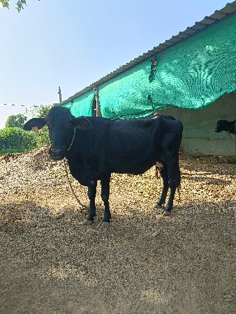 સાટા માં ઘોડી હોય તો સાટા કરવાના