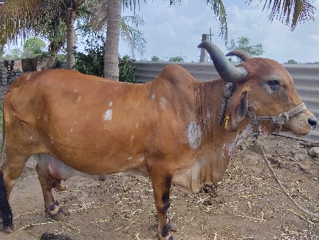 ગાય આપવાની છે