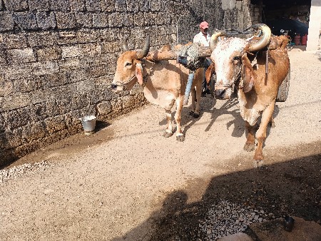 બળદ વેચવાના છે