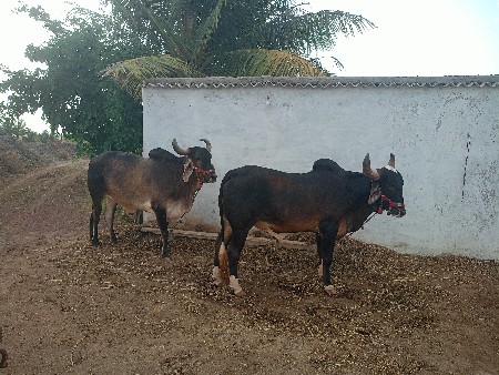 પેલી વાવની થશે