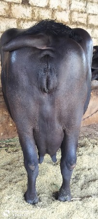 ભેંસ વેચવાની છે