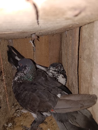 કબુતર વહેંચવાના છે